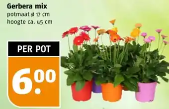 Poiesz Gerbera mix aanbieding