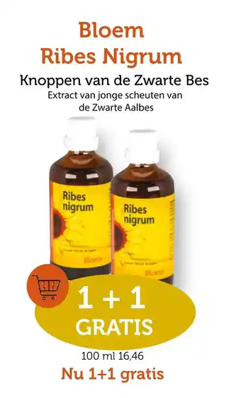 De Rode Pilaren Bloem Ribes Nigrum aanbieding