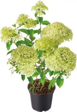 Intratuin Pluimhortensia (Hydrangea paniculata 'Whitelight') D 23 H 50 cm aanbieding