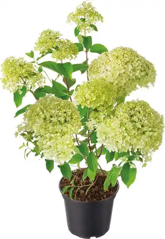 Intratuin Pluimhortensia (Hydrangea paniculata 'Whitelight') D 23 H 50 cm aanbieding