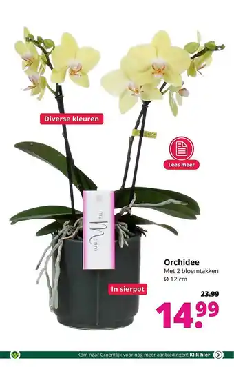 GroenRijk Orchidee Met 2 Bloemtakken Ø 12 Cm aanbieding