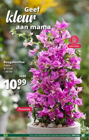 GroenRijk Bougainvillea Paars Ø 17 Cm, ↕ 60 Cm aanbieding