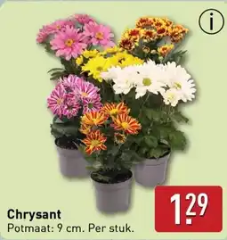 ALDI Chrysant aanbieding