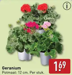 ALDI Geranium aanbieding