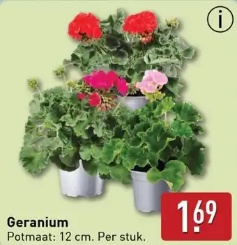 ALDI Geranium aanbieding