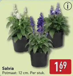 ALDI Salvia aanbieding