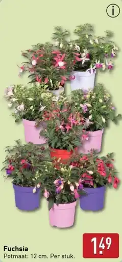 ALDI Fuchsia aanbieding