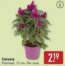 ALDI Celosia aanbieding