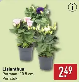ALDI Lisianthus aanbieding