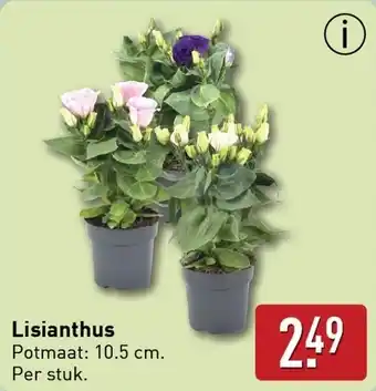 ALDI Lisianthus aanbieding