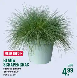 GroenRijk Blauw schapengras aanbieding