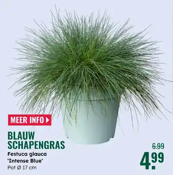 GroenRijk Blauw schapengras aanbieding