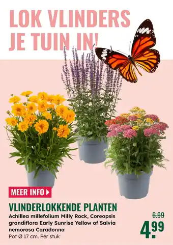 GroenRijk Vlinderlokkende planten aanbieding