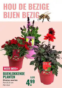 GroenRijk Bijenlokkende planten aanbieding