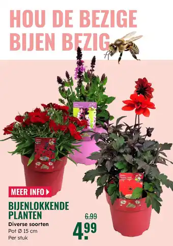 GroenRijk Bijenlokkende planten aanbieding