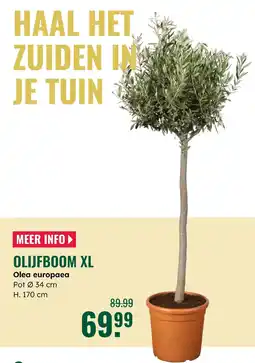 GroenRijk Olijfboom xl aanbieding