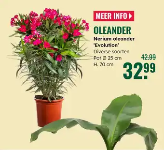 GroenRijk Oleander aanbieding