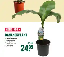 GroenRijk Bananenplant aanbieding