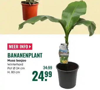 GroenRijk Bananenplant aanbieding