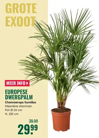 GroenRijk Chamaerops humilus aanbieding
