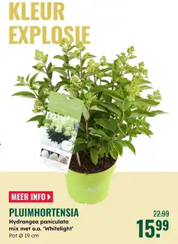 GroenRijk Pluimhortensia aanbieding