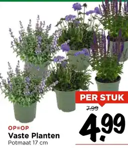 Vomar Voordeelmarkt Vaste Planten aanbieding