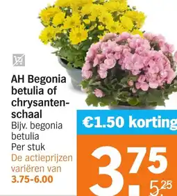 Albert Heijn AH Begonia betulia of chrysantenschaal aanbieding
