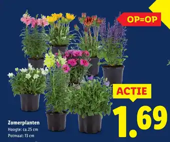 Lidl Zomerplanten aanbieding