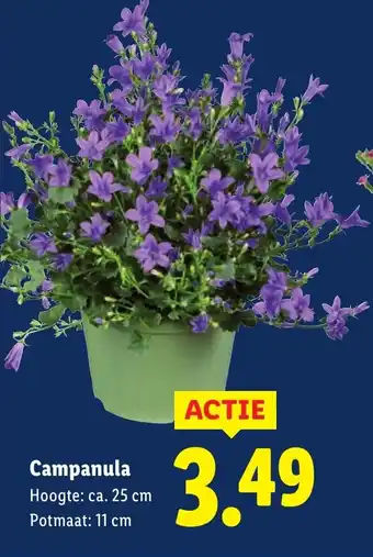 Lidl Campanula aanbieding