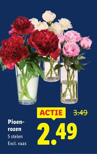 Lidl Pioen rozen aanbieding