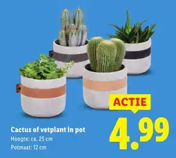Lidl Cactus of vetplant in pot aanbieding