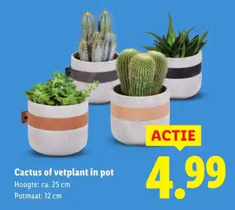 Lidl Cactus of vetplant in pot aanbieding