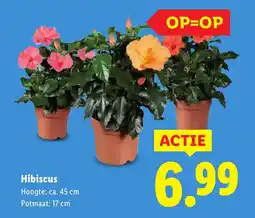 Lidl Hibiscus aanbieding