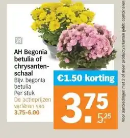 Albert Heijn YA AH Begonia betulia of chrysanten- schaal aanbieding