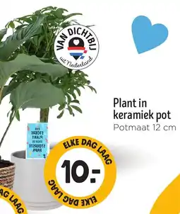 Jumbo Plant in keramiek pot aanbieding