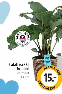 Jumbo Calathea XXL in mand aanbieding