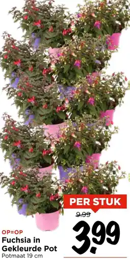 Vomar Voordeelmarkt Fuchsia in Gekleurde Pot aanbieding