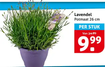 Hoogvliet Lavendel aanbieding