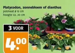 Poiesz Platycodon, zonnebloem of dianthus aanbieding