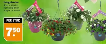 Poiesz Hangplanten aanbieding