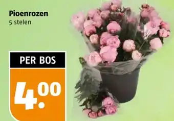 Poiesz Pioenrozen aanbieding