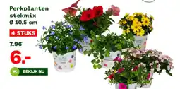 Welkoop Perkplanten stekmix aanbieding