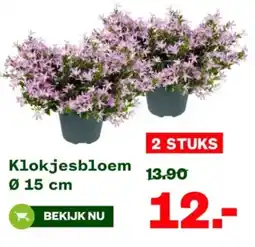 Welkoop Klokjesbloem aanbieding