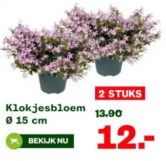 Welkoop Klokjesbloem aanbieding