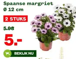 Welkoop Spaanse margriet aanbieding