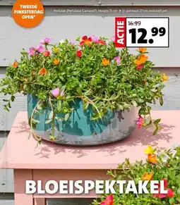 Intratuin Portulak Portulaca Carnaval aanbieding