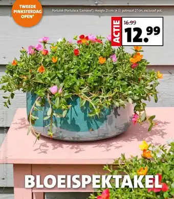 Intratuin Portulak Portulaca Carnaval aanbieding