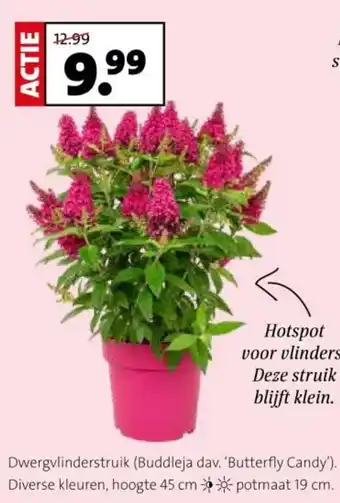 Intratuin Dwergvlinderstruik aanbieding