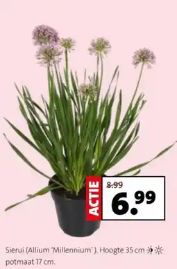 Intratuin Sierui aanbieding