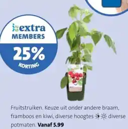 Intratuin Fruitstruiken aanbieding